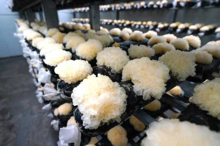 品牌价值提升新范式 国家权威视角下的品牌管理擘画